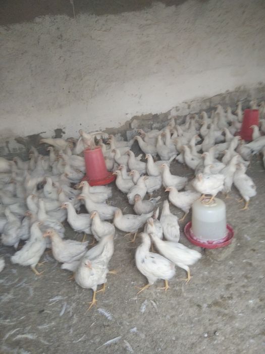 Товуклар сотилади