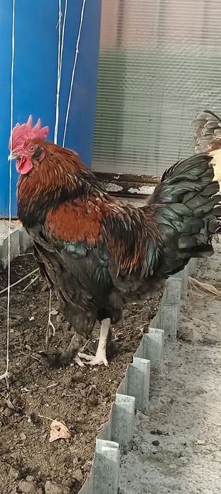 Продаю петухов от4месецев до 7ми