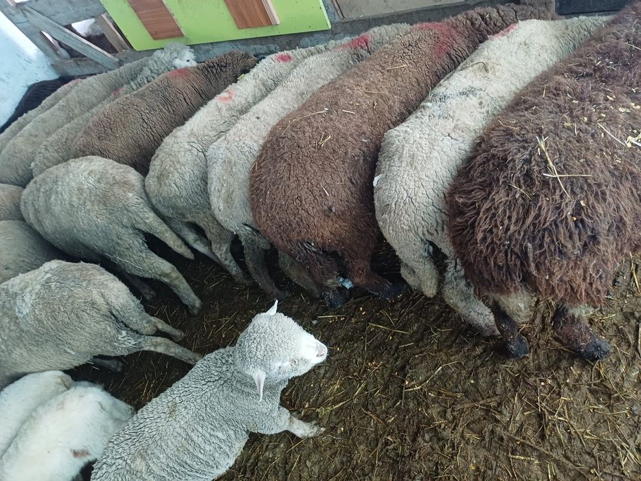 Oi de vanzare…….