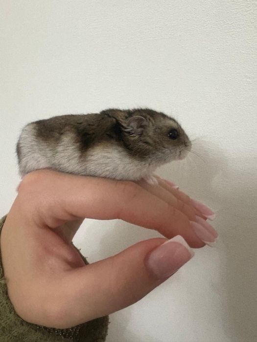 Продается Хомяк с клеткой