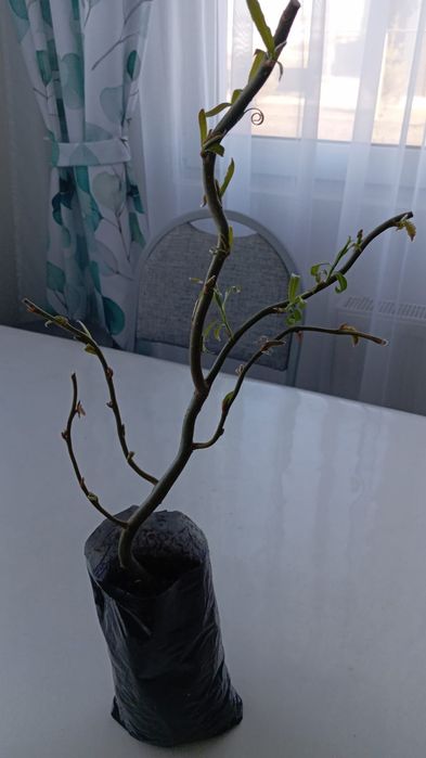 Ива кудрявая продам