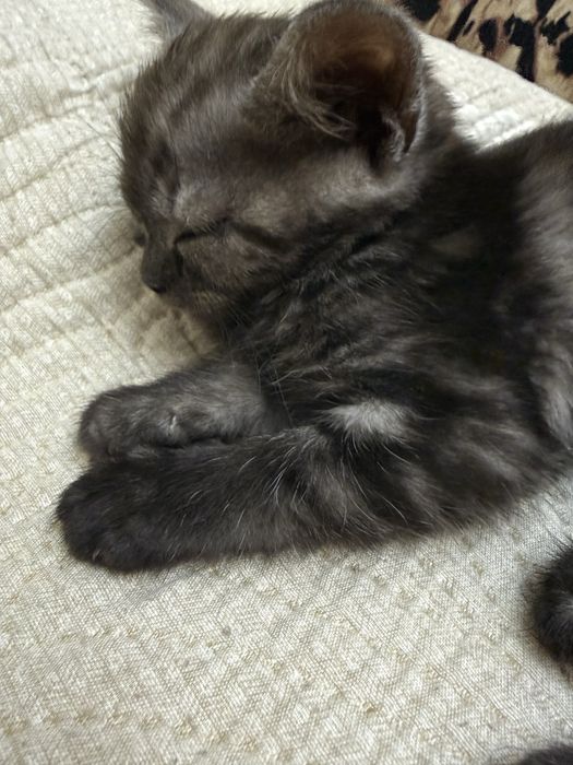 Продам котенка шотландского 2 месяца