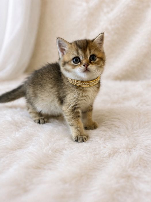 Продаются породистые котята шиншилла