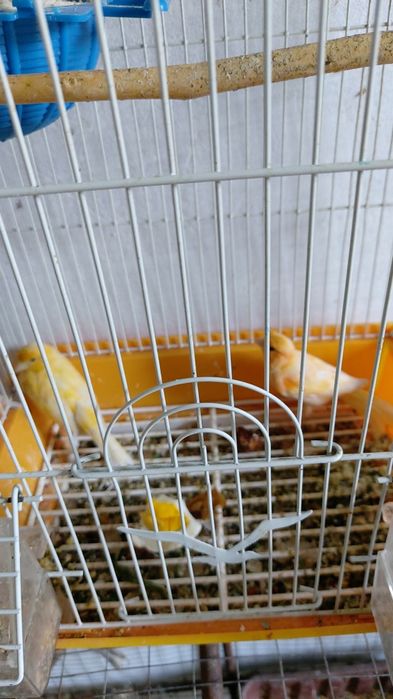 Bir par kanarelalar 2 bolasi bilan