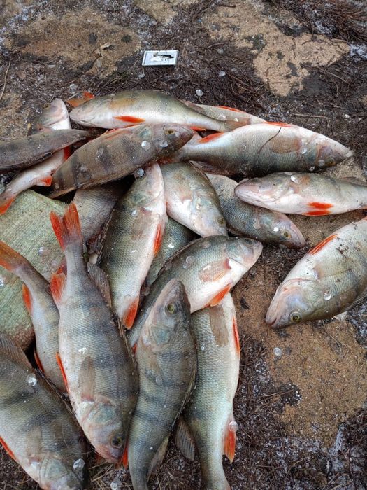 Продается окунь чибак