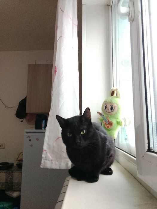 Отдам даром кошку