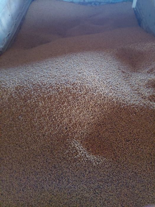 Soia de vânzare producție proprie