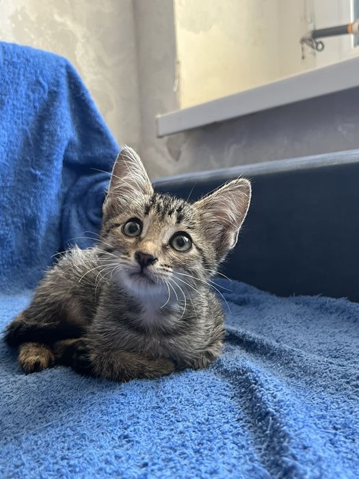 Котенок в добрые руки