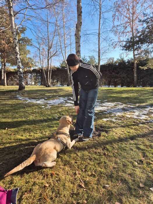 Выгул собак в Алматы