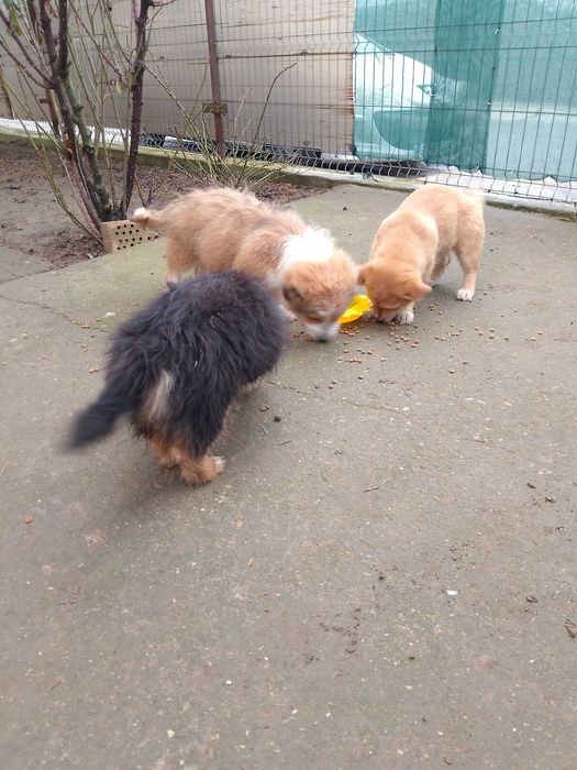 Pui de catel adorabili – oferim spre adoptie!!