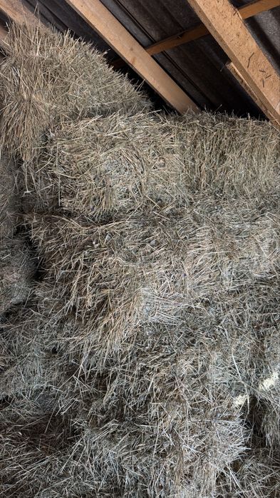 Пшен шөп Ақбұлақ ауылында