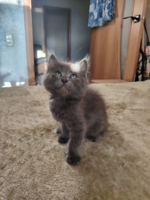 Отдам котят в хорошие руки