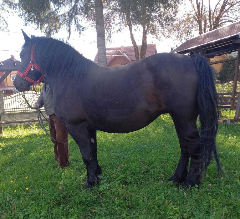 Manza murga, 1 an si 7 luni