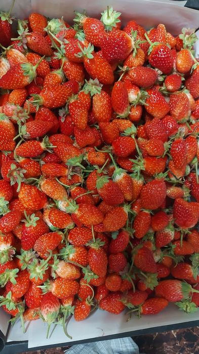 Рассада клубники