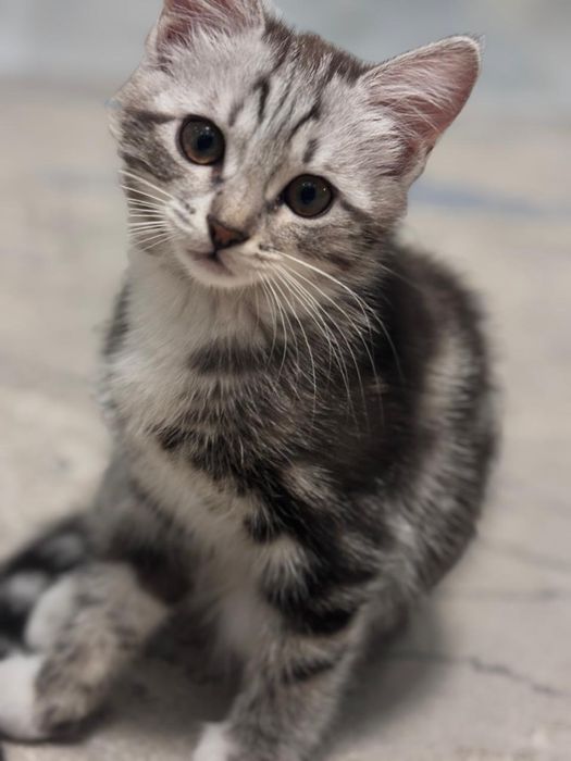 котенок, в хорошие руки