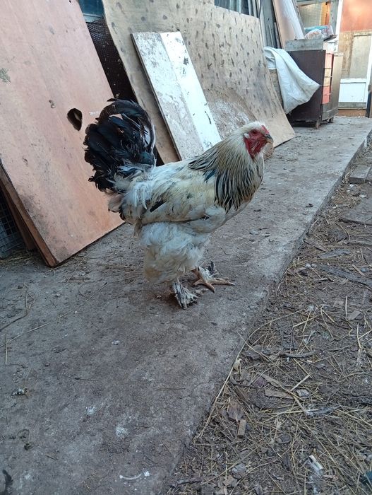 Продам годовалого петушка