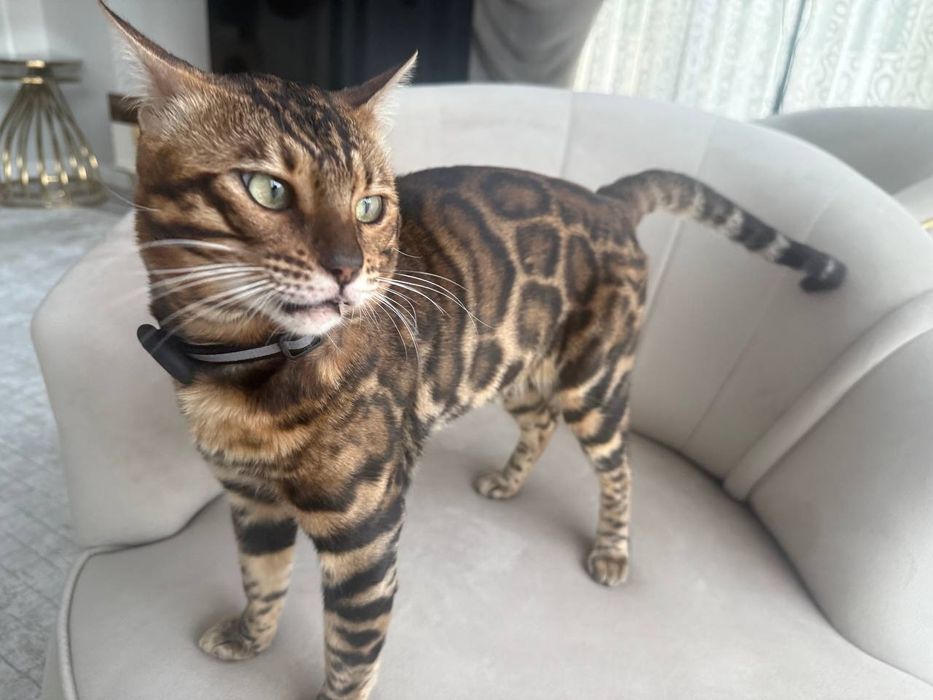 Vyazka Karalevski Bengal