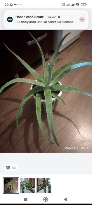 Дримиопсис и алоэ многолетний