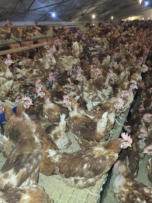 Vand gaini ouatoare / Gaini de ouat