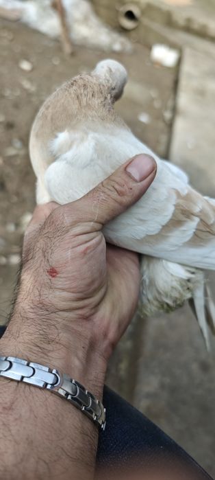 Продам голубей с хорошей игрой