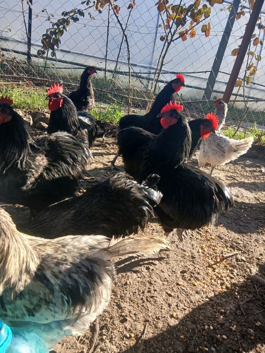 Vand cocosi tineri de australorp in varsta de 7 luni