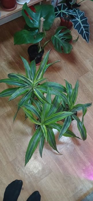 Комнатные растения от 2500