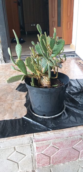 Продам кактус. , большой