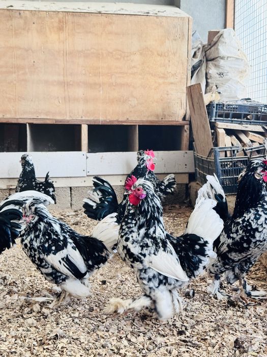 Yapon  TUXUMI sotiladi