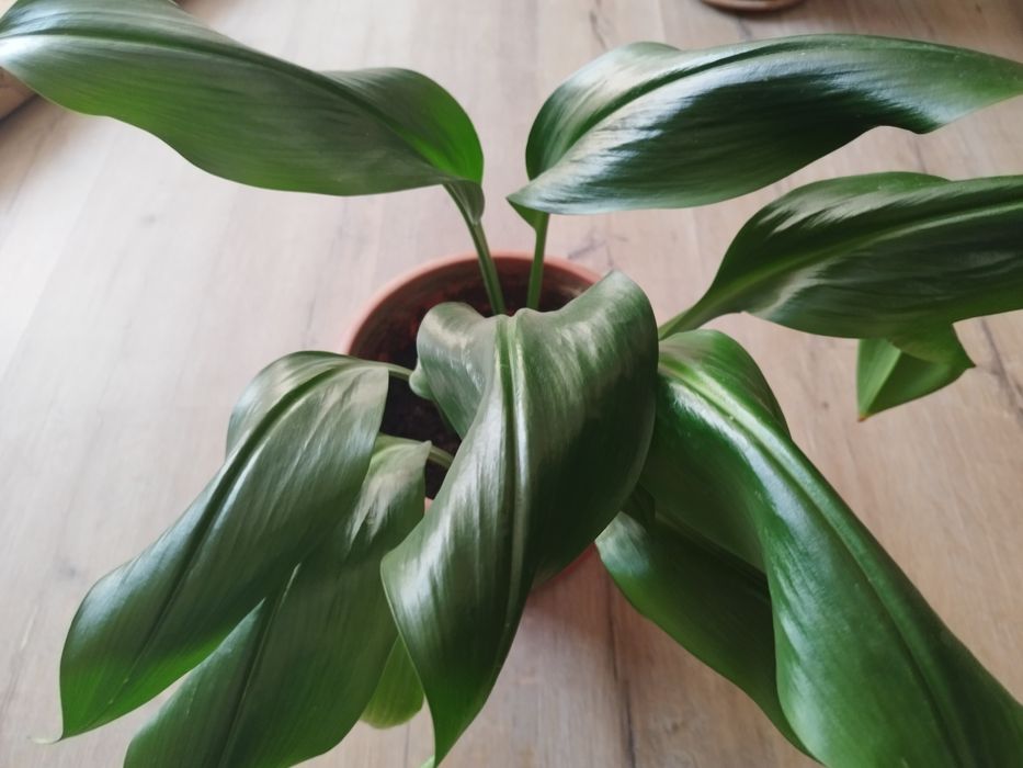 Комнатные цветы.