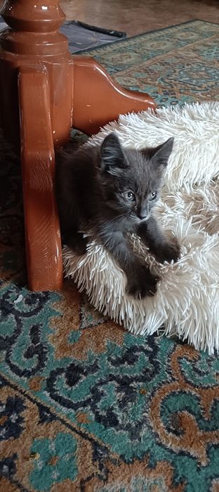 Отдам даром мальчик