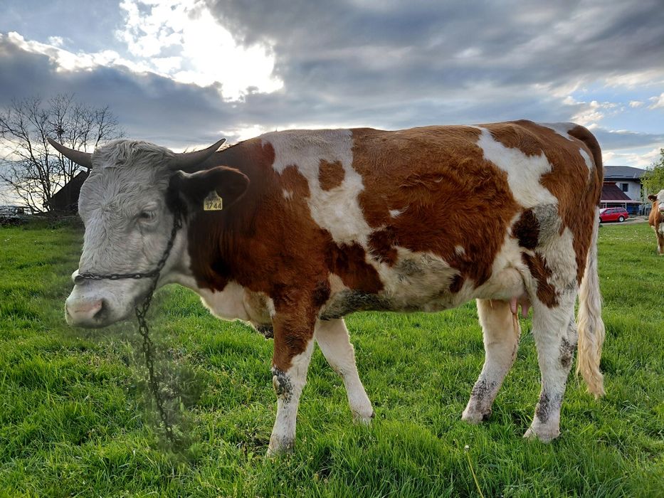 De vânzare doua junininci fătare