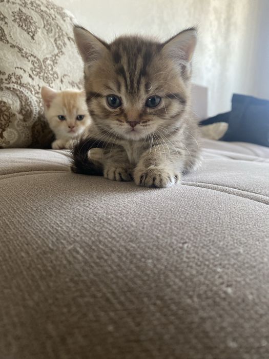 продам котят британцев