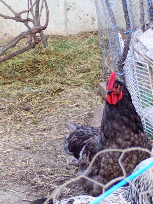 Vând cocoș australop albastru și moțat românesc
