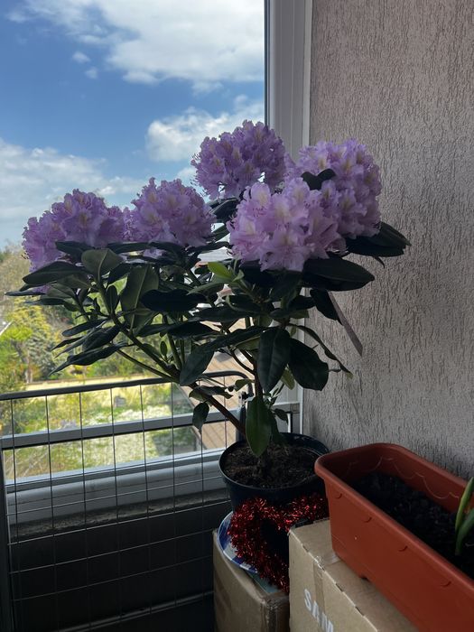 Vand Rododendron frunze mari cu flori mari , foarte rezistent la sezonul rece
