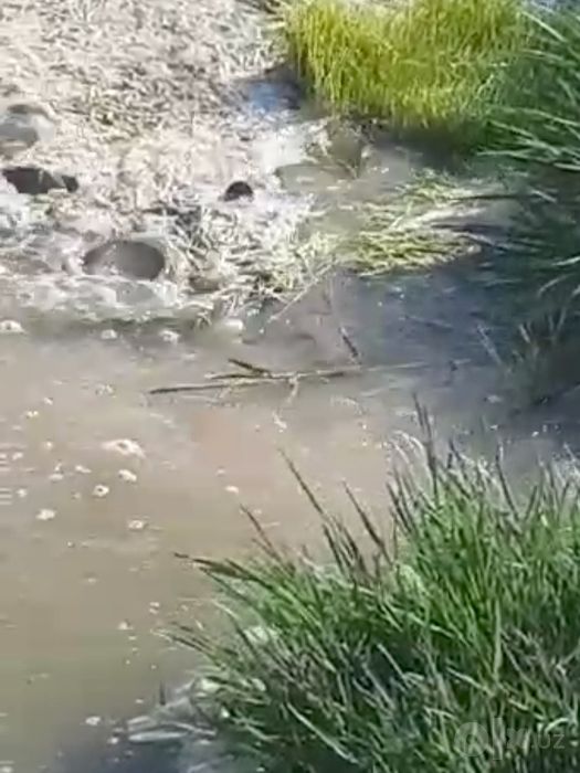 Корм для сазана и амура