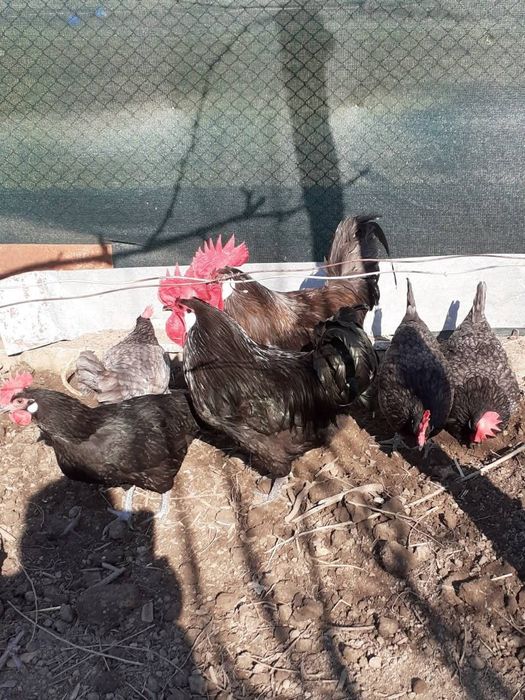 Брезе 4 цвята -Синьо ,бяло златна сьомга и сребърно-свободни яйца  кра