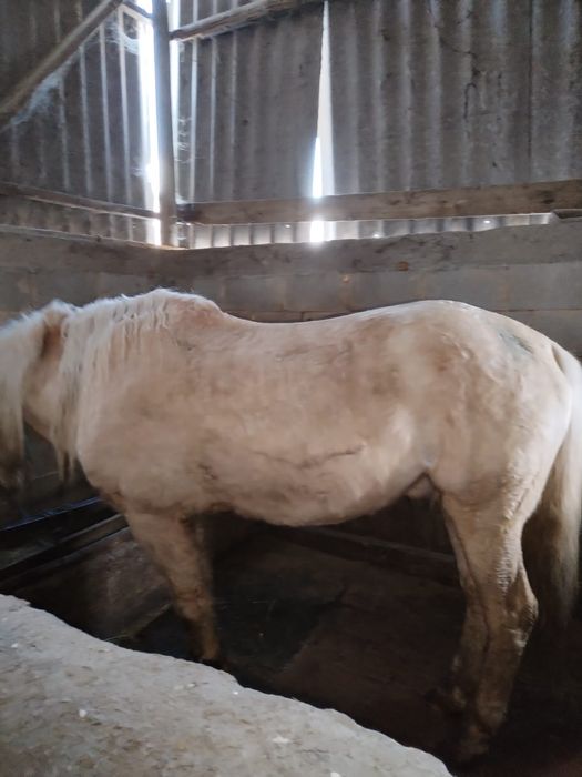 Айғыр  сатамын  ,Продам жеребца