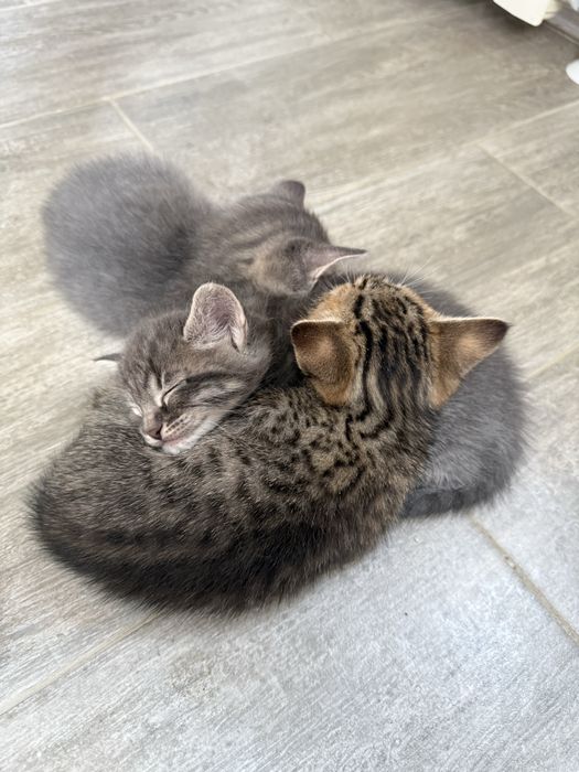 Отдам котят в добрые руки