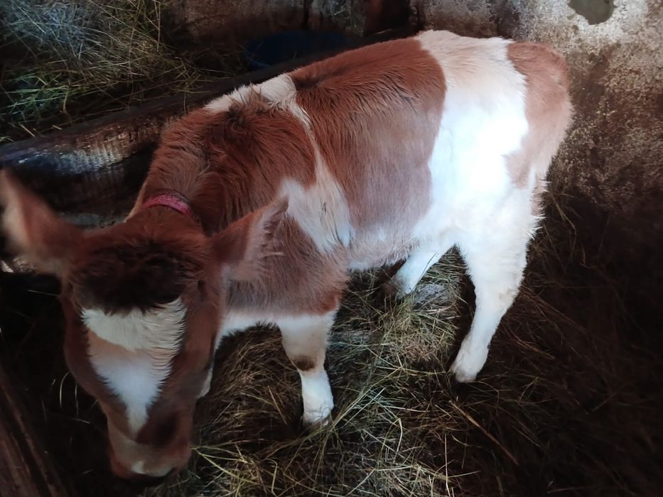 Телята 1,5 месяца ( бычок и телка)