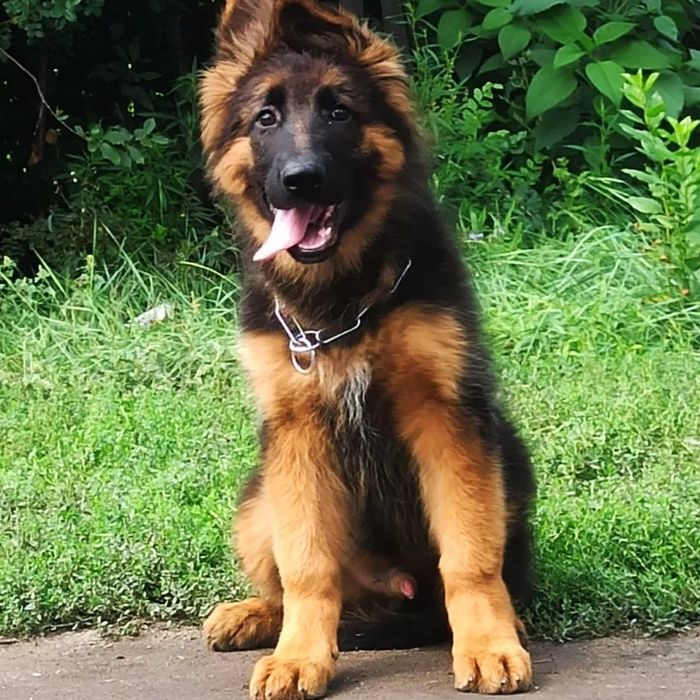 Питомник Немецких овчарок. Щенки. Продам.