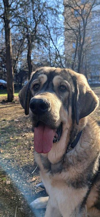 Испански Мастиф с родословие