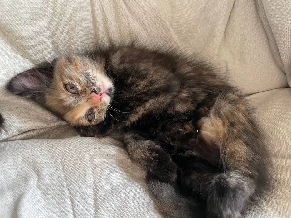 Отдам котят бесплатно