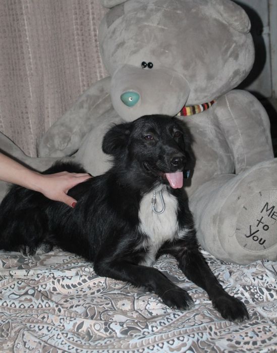 Собаки в добрые руки