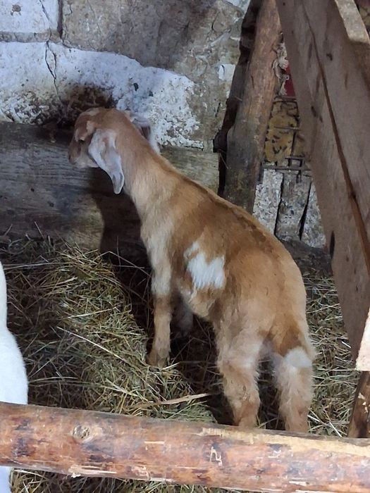 Vând capre anglobiene