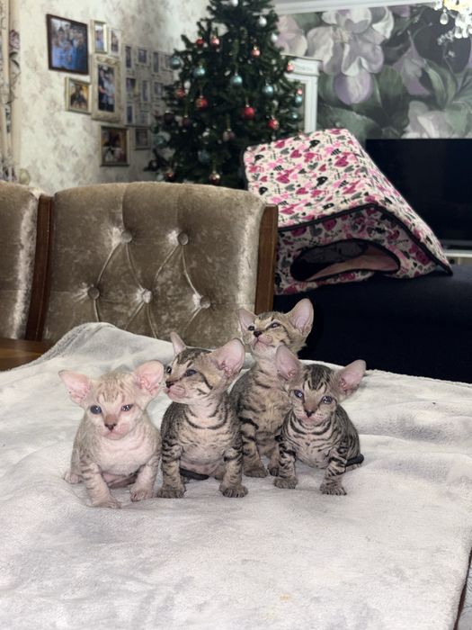 открыта бронь на котят канадский сфинкс