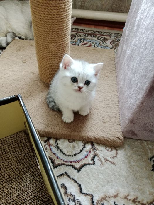 Британские  котята.
