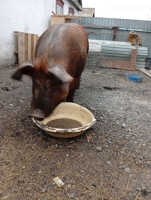 Продам на племя 300.000