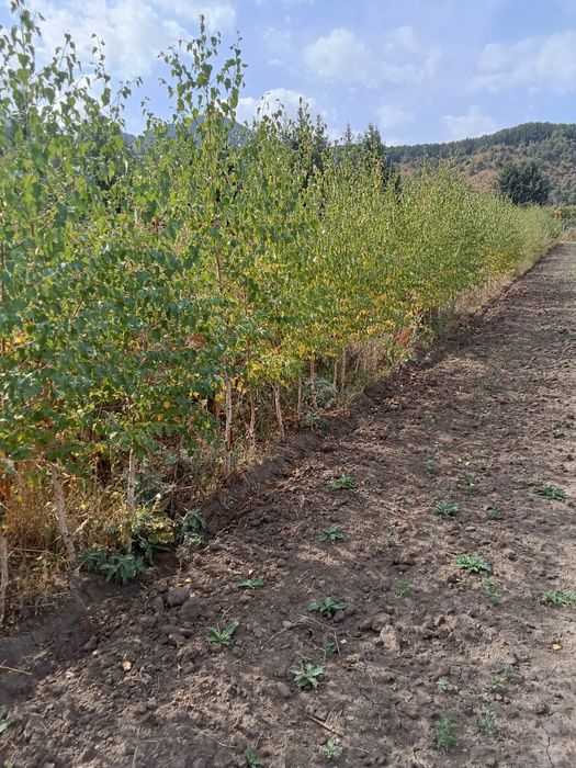 Берёза алтайская