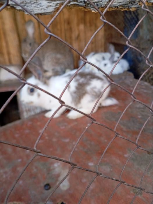 Продам кроликов город Уштобе