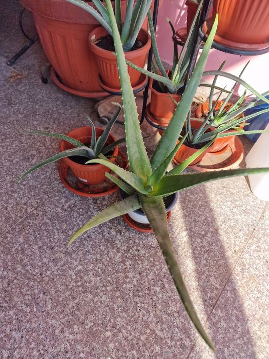 Алое Вера Барбанденсис над 5 годишно